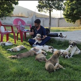 Pablo Vet veterinario con cachorros de mastín
